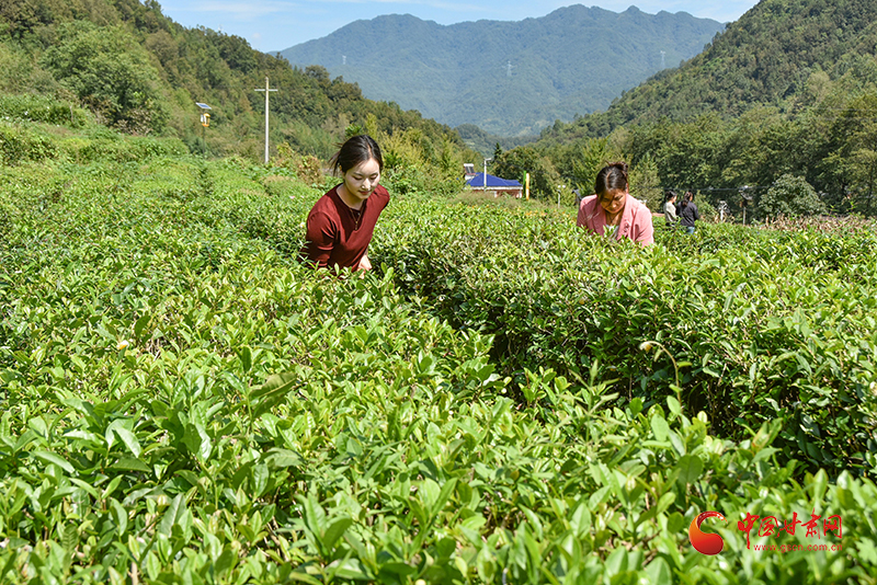 康县：加强茶园管护促茶产业提质增效