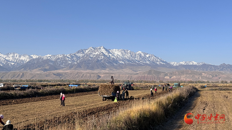 民乐：中药材产业铺就乡村振兴路