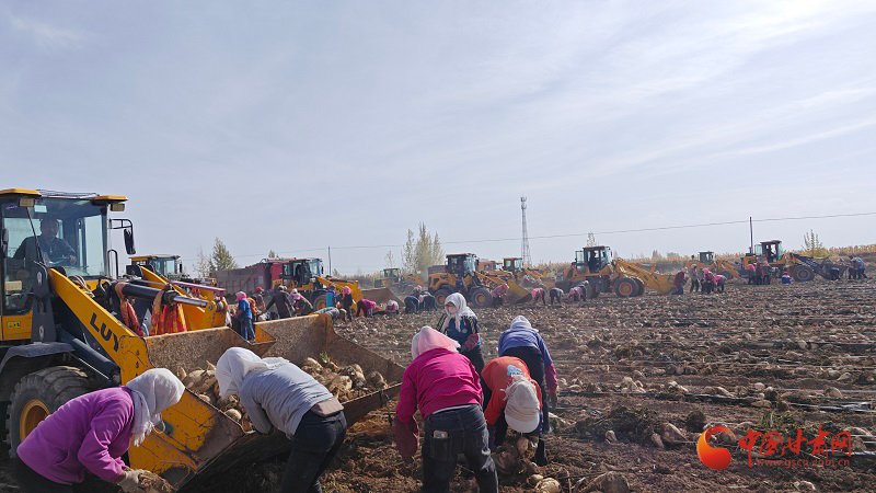 民乐：甜菜丰收织锦绣 农户增收笑开颜