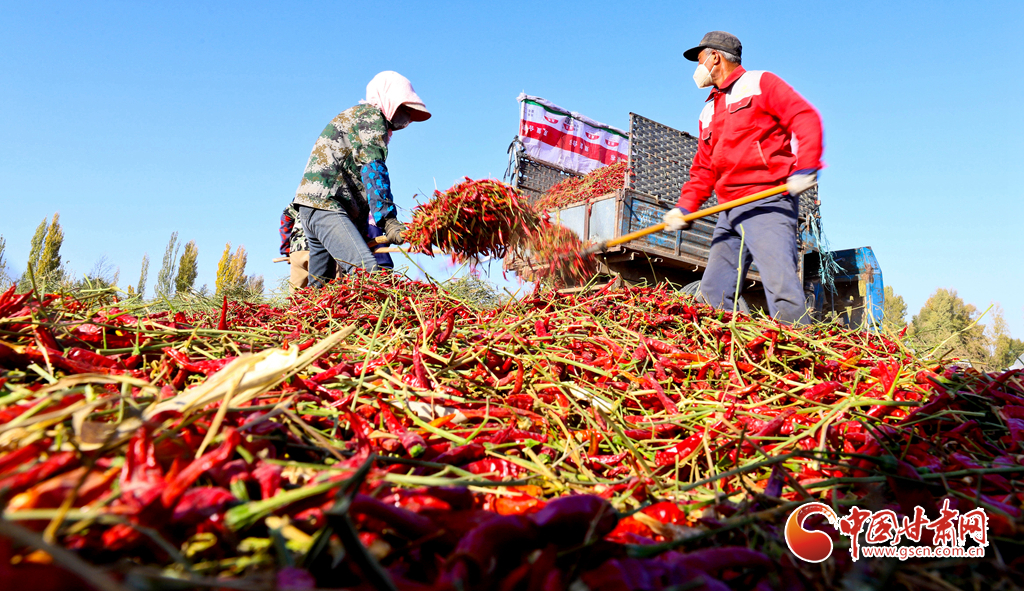 陇拍客丨临泽：朝天椒加工忙