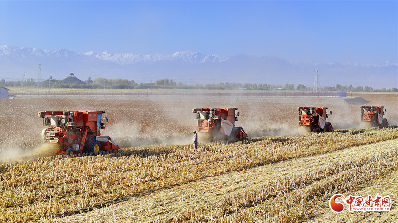 陇拍客丨民乐：高粱收获忙