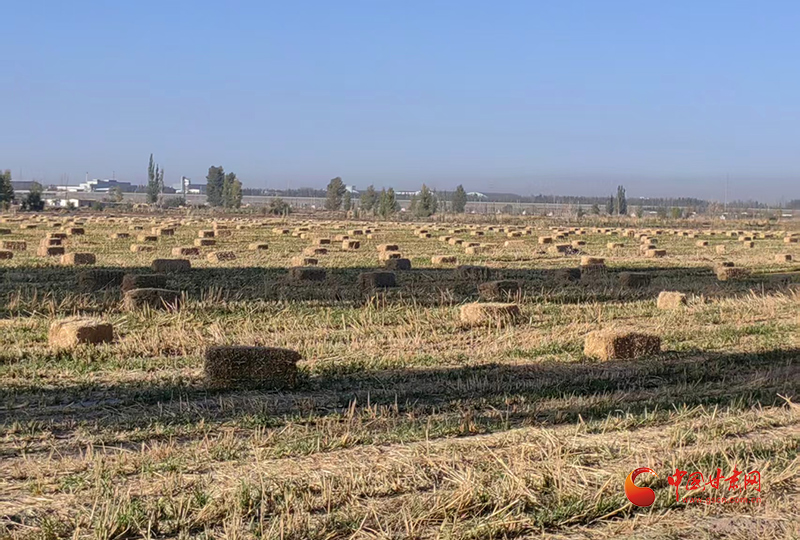 玉门：秸秆“黄金卷”铺就乡村振兴绿色路