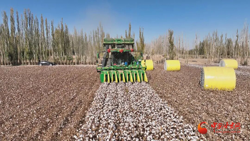玉门：万亩棉花采摘忙 金秋收获好“钱”景