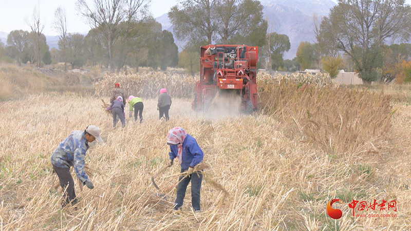 玉门：特色农业种出好“钱”景