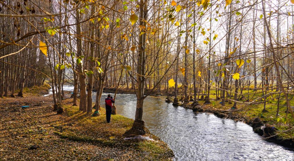秋风执笔 为永昌北海子湿地绘金装