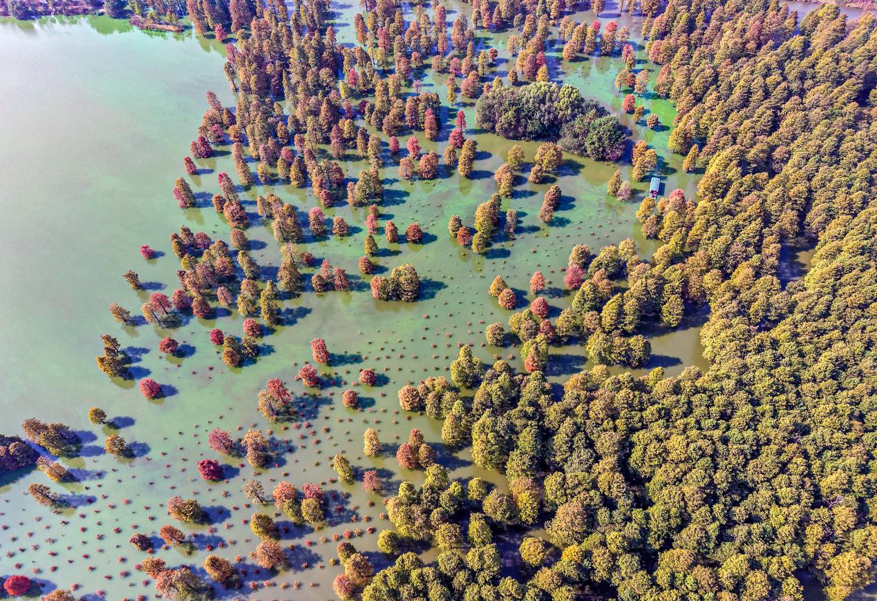 初冬池杉如画卷。