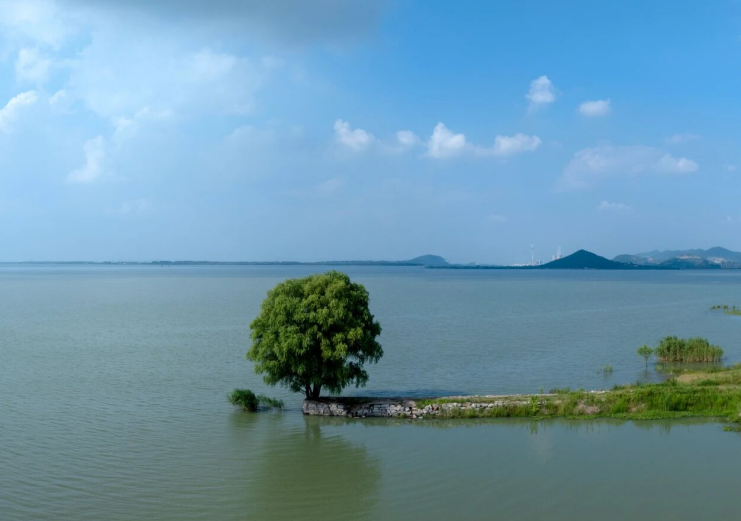 湖畔孤木。