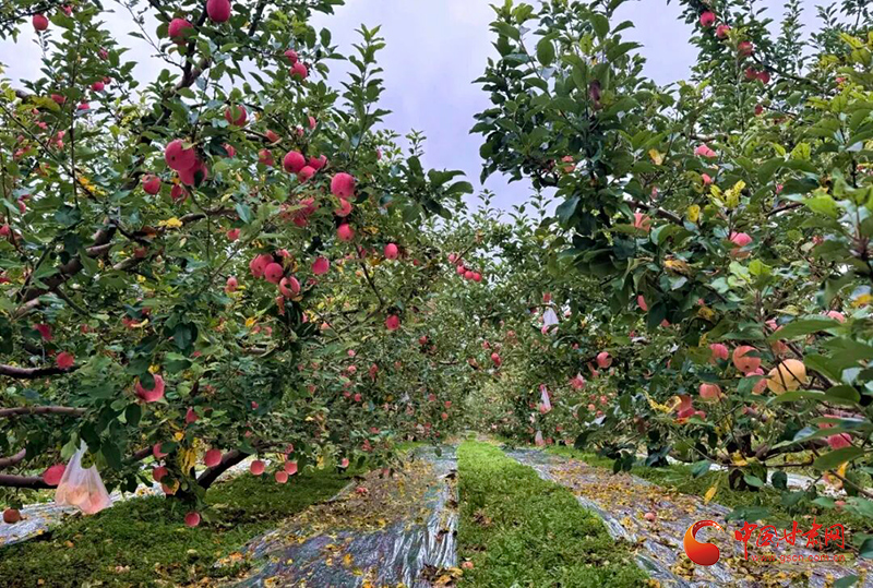 崆峒：苹果丰收采摘忙 产业兴旺促增收