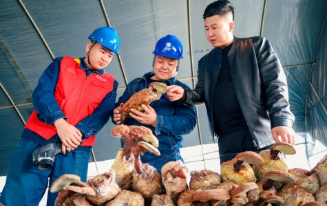 国网庆阳供电公司贴心服务赋能“仙草”飘香 