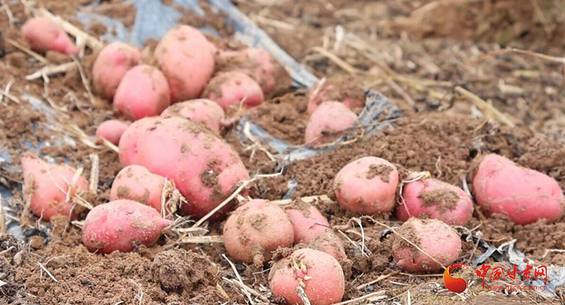 漳县：“金豆豆”喜丰收助农增收