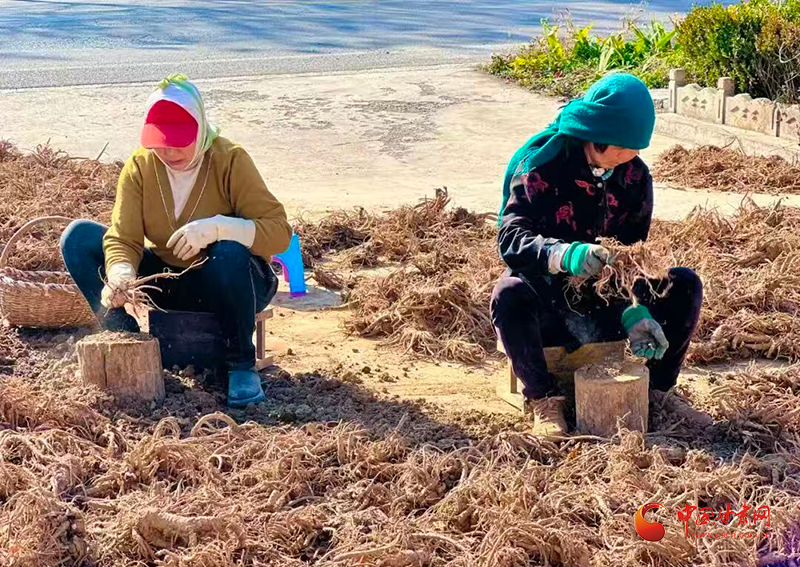 华亭：产业多点开花结硕果 全链升级富乡村