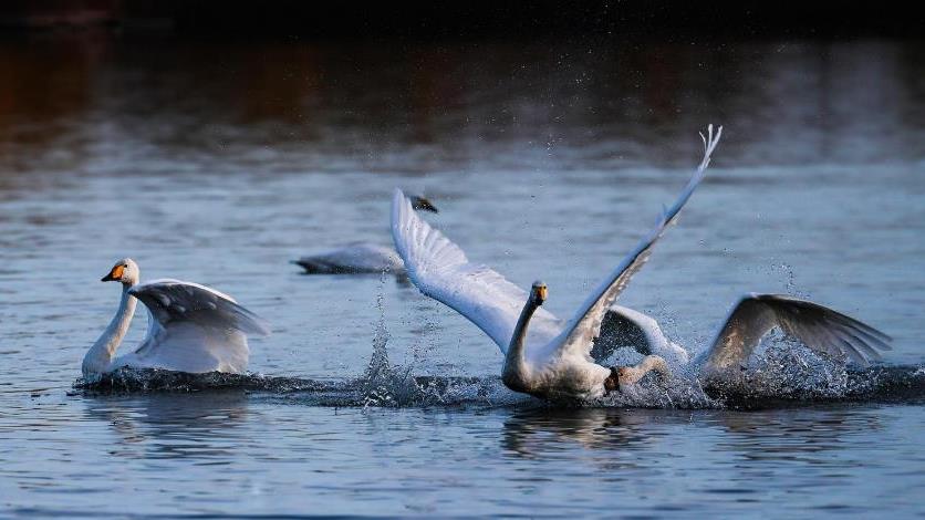 张掖湿地迎来“冬日客” 成群白天鹅翩翩而至