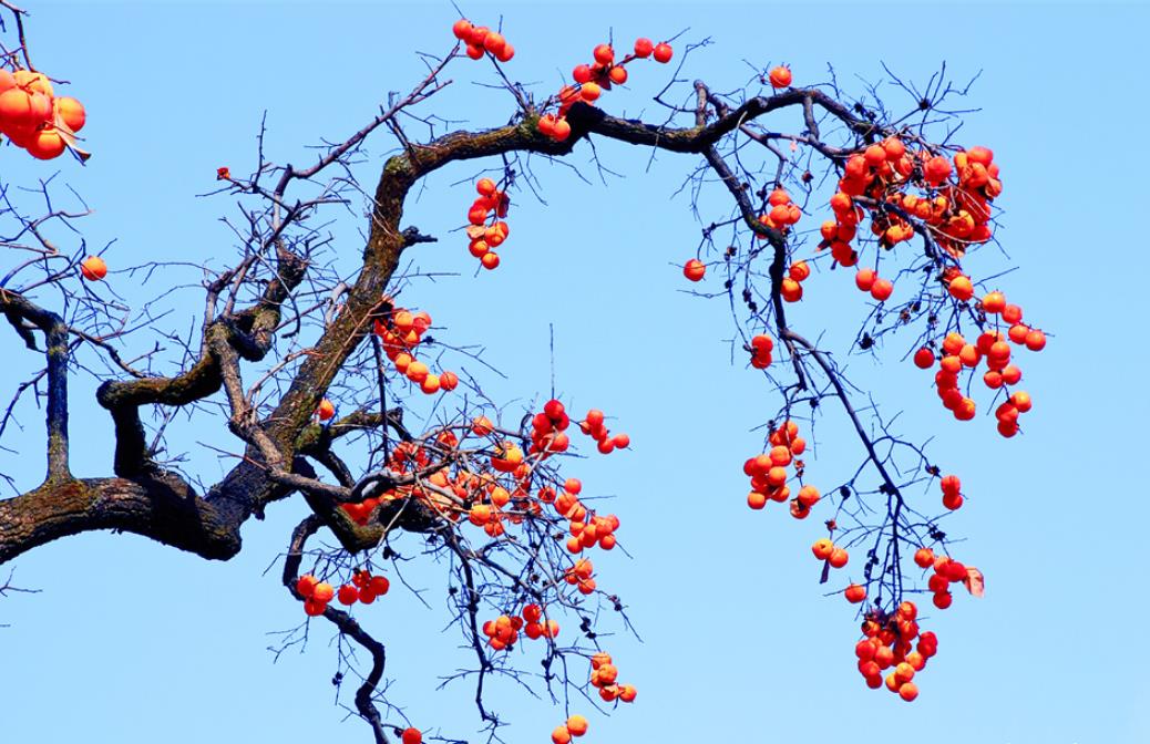 漫山柿子红 点亮舟曲山间暖冬景