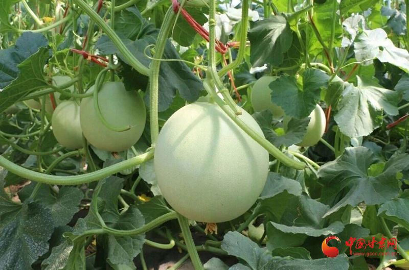 瓜州：戈壁寒冬结“金果”秋延蜜瓜热销暖农心