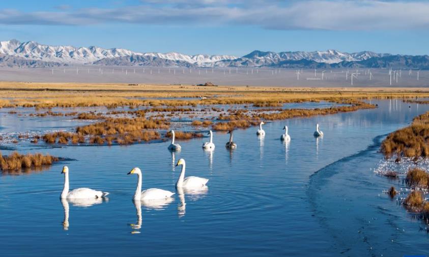 河西走廊：候鸟迁徙路线上的“生态驿站”