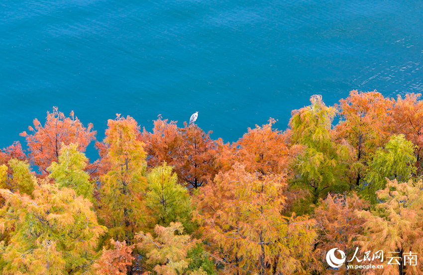 初冬洱海水杉美。钟铭超摄