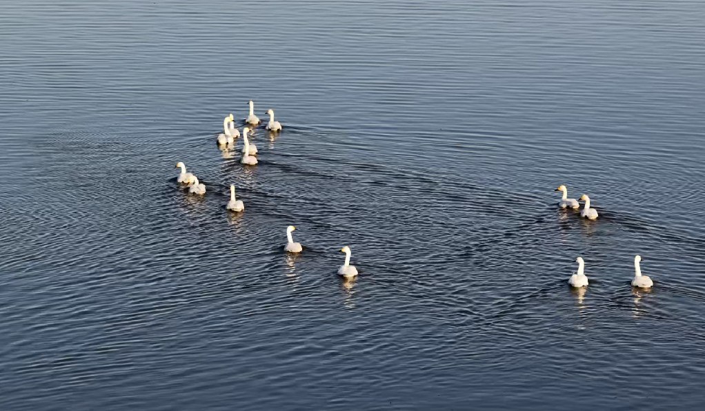 11月24日，一群小天鹅在南大港湿地划水前行。 宋文峰摄