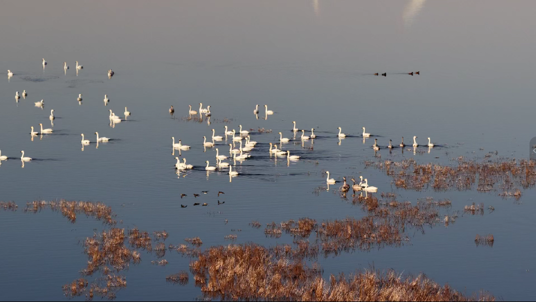 初冬时节，南大港湿地水草丰美，首批越冬天鹅在浅滩区域休憩觅食。 宋文峰摄