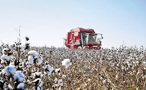 近日，在南宫市留诗村棉花全程机械化生产示范基地，农机手驾驶智能采收打包一体机采收棉花。 本报记者 赵永辉摄