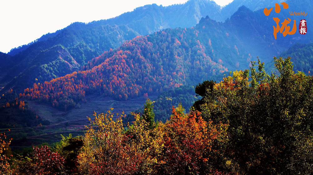 【小陇画报·437期】初冬，礼县美的像“油画世界”