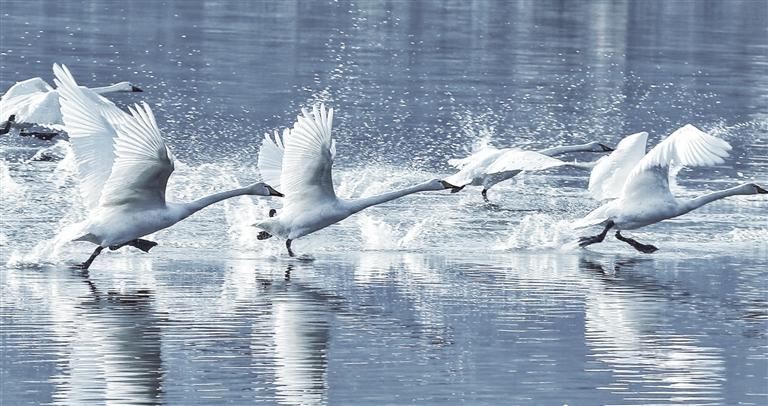 白天鹅如约而至 三河口旅游升温