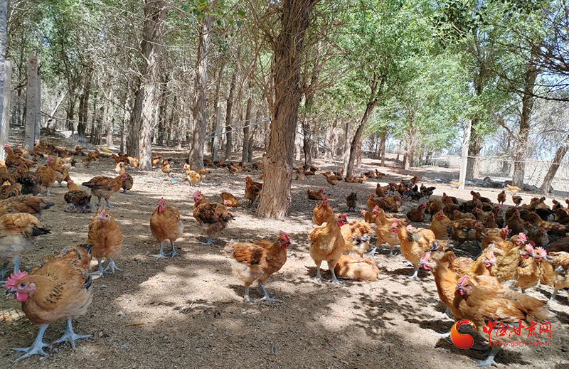 高台：林下经济点绿成金 生态富民双向共赢