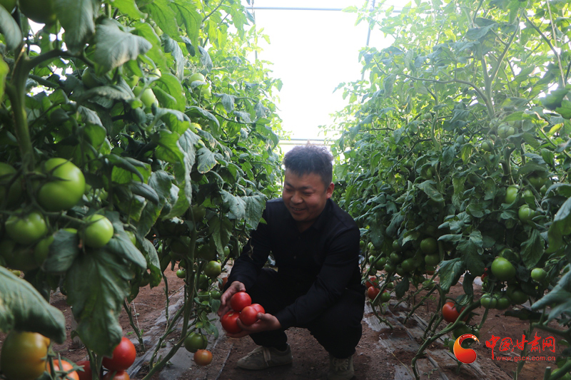 临泽：“冬闲”变“冬忙”大棚种出“致富菜”
