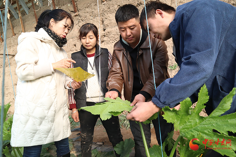 临泽：“冬闲”变“冬忙”设施农业激活乡村振兴新动能