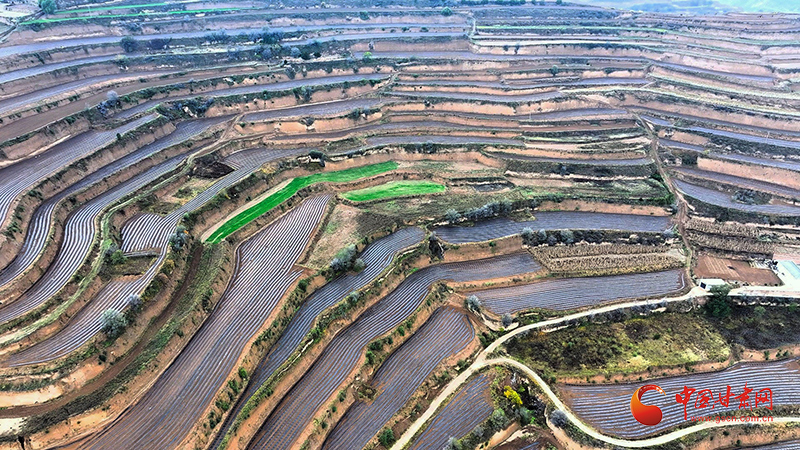 庄浪：70万亩农田披“银装”