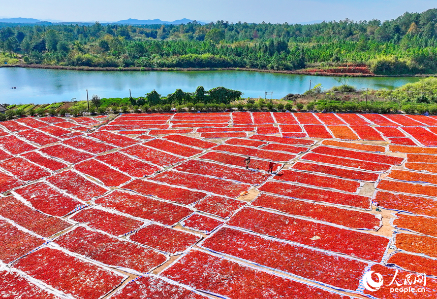 抚州市临川区河埠乡油顿村的云中中药材专业合作社，工人忙着晾晒中药材黄栀子。人民网记者 朱海鹏摄