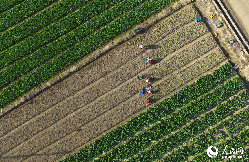 蔬菜基地内，菜农趁睛好天气开展冬季蔬菜播种与田间管理。人民网记者 毛思远摄