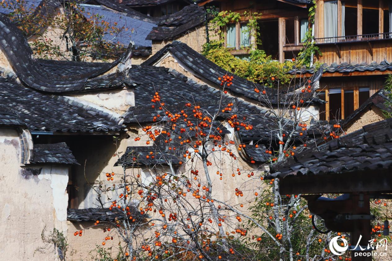 满树橙红与石瓦古厝相映成画。人民网 林铭贤摄