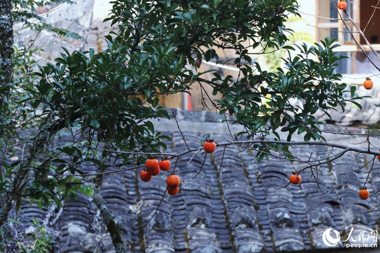 初冬，龙潭村的柿子树已缀满“橙红灯笼” 。人民网 林铭贤摄