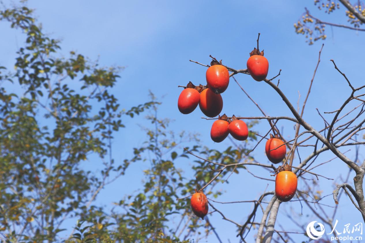 龙潭村柿子缀满枝头。人民网 林铭贤摄