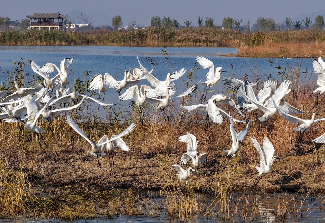成群迁徙的白琵鹭、灰雁、鸳鸯等候鸟在水中嬉戏、觅食。