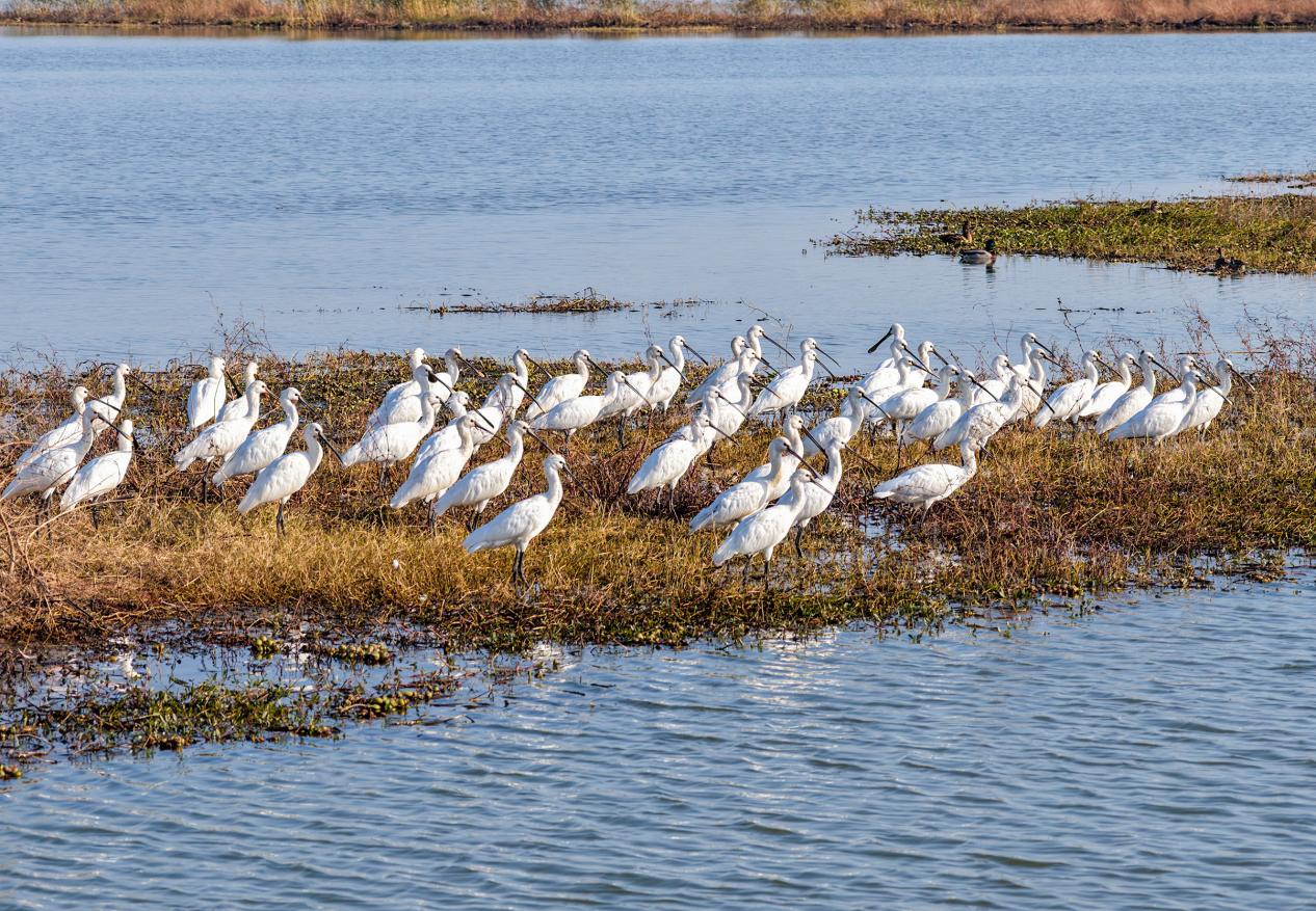 成群迁徙的白琵鹭、灰雁、鸳鸯等候鸟在水中嬉戏、觅食。