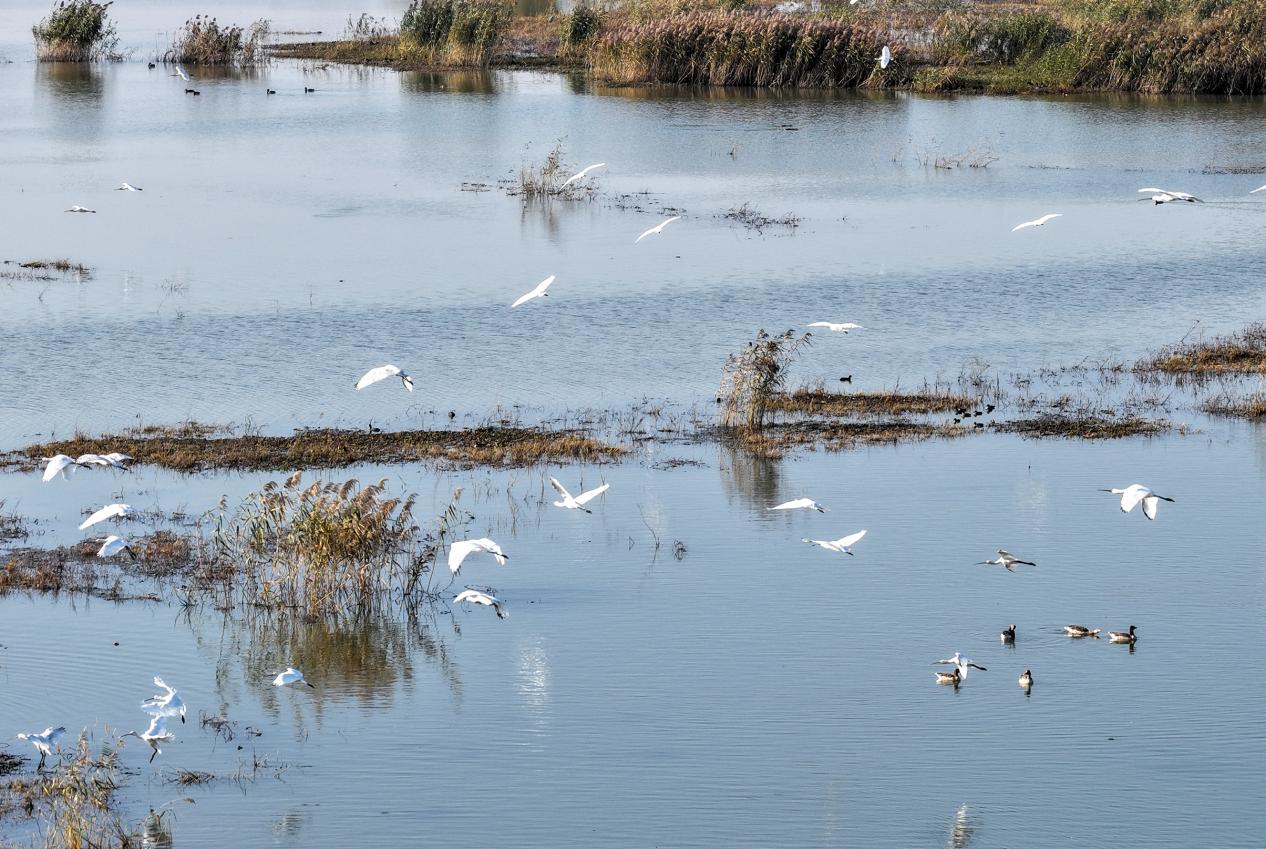 成群迁徙的白琵鹭、灰雁、鸳鸯等候鸟在水中嬉戏、觅食。