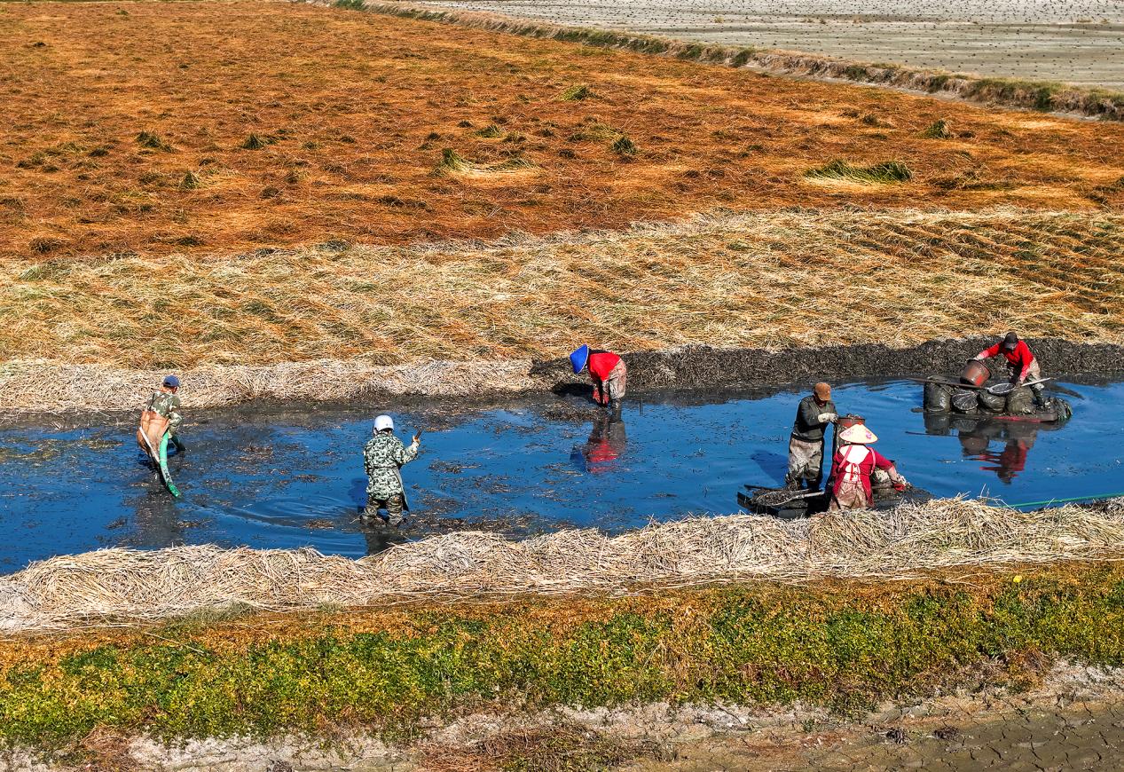 科学采收马蹄，确保增效增收。