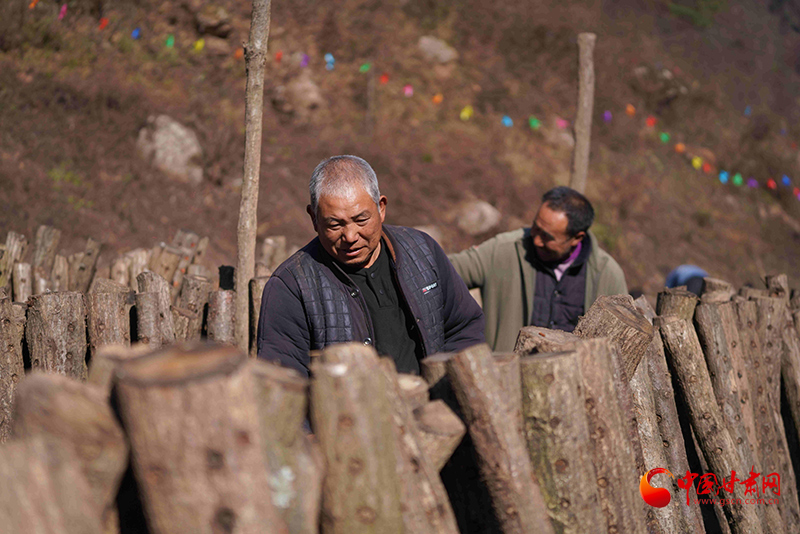 成县：林下荒坡刨出“金疙瘩”