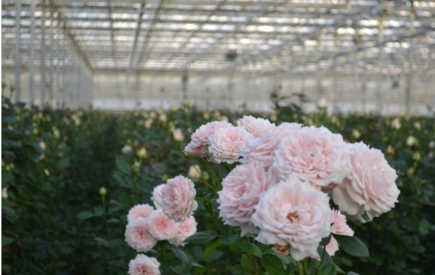 从丝路玫瑰到微米铜箔：兰州新区“开放引擎”全速运转