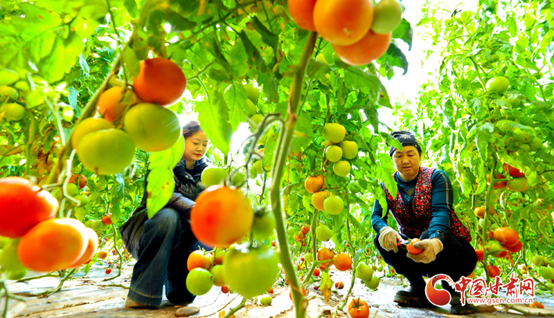 陇原山乡新画卷丨临泽：隆冬时节采摘蔬菜供市场
