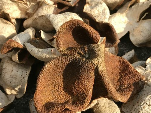 广西浦北通报“速成工艺陈皮”