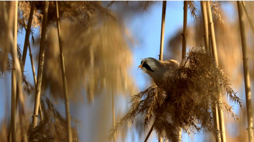 甘肃张掖：冬日鸟趣