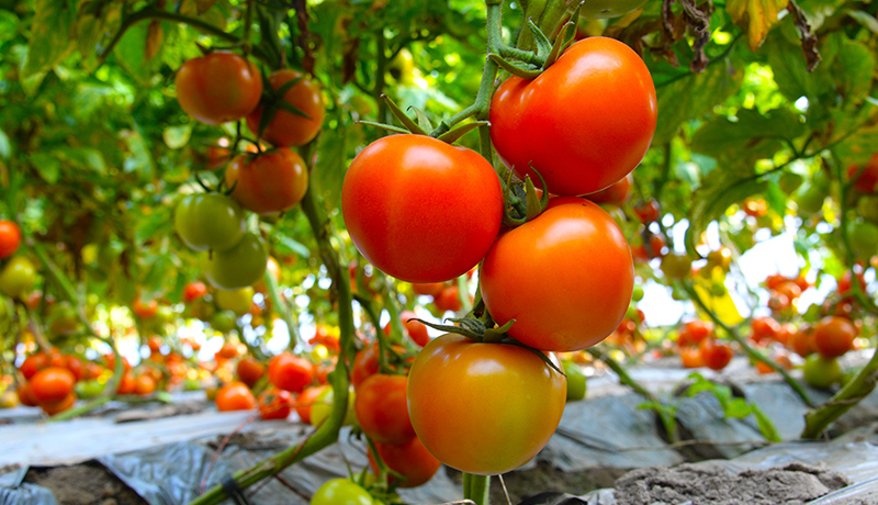 【决胜收官“十四五”】民勤：沙退绿洲阔 智绘田畴新