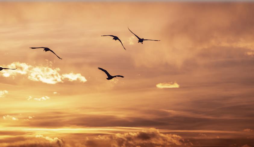 甘肃张掖：夕阳下的天鹅群舞