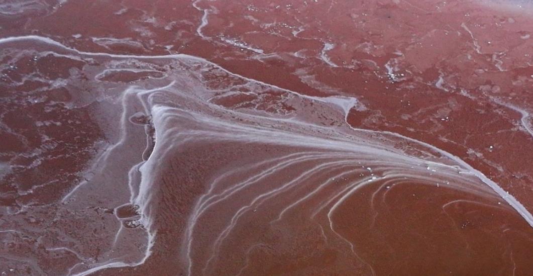 刘家峡黄河滩涂“潮汐树”绘就大地奇观