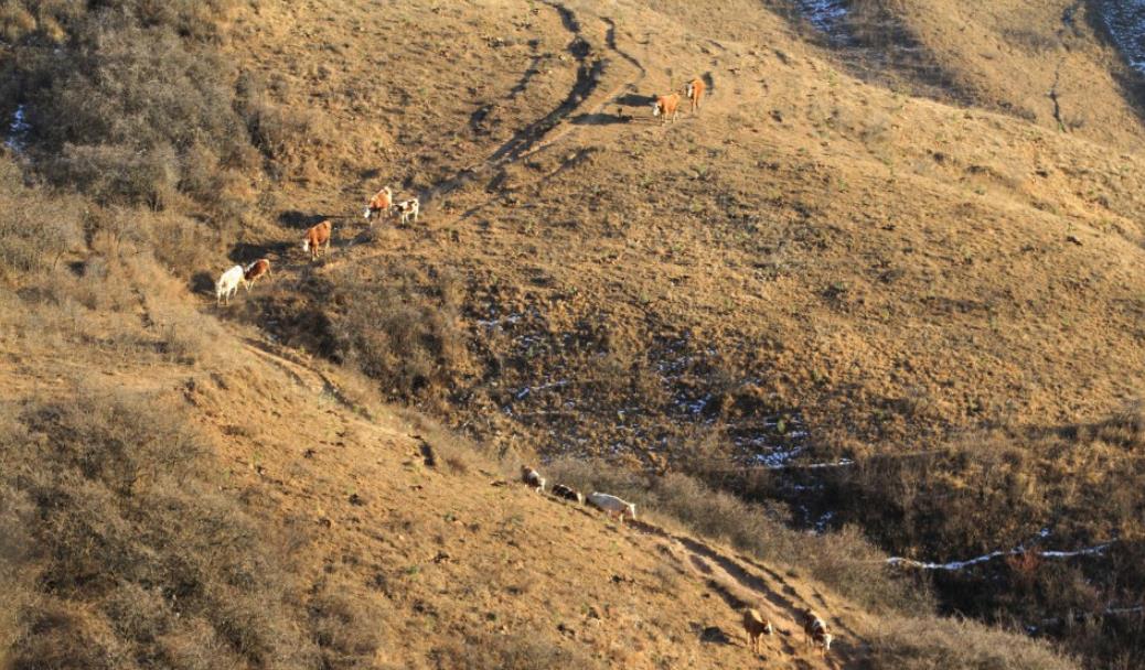 邂逅麻武山冬韵 尽览崆峒原生态