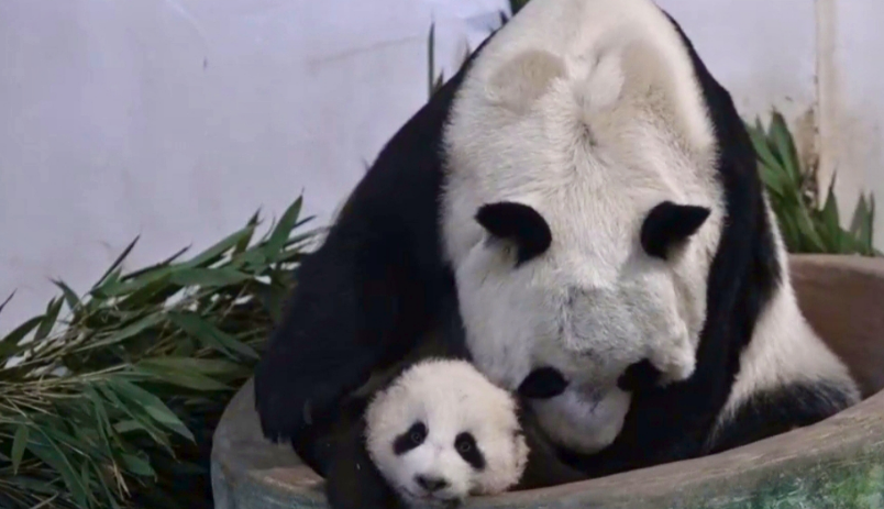 甘肃首只人工繁育熊猫“曼兰仔”满百天 体重增至5.5公斤