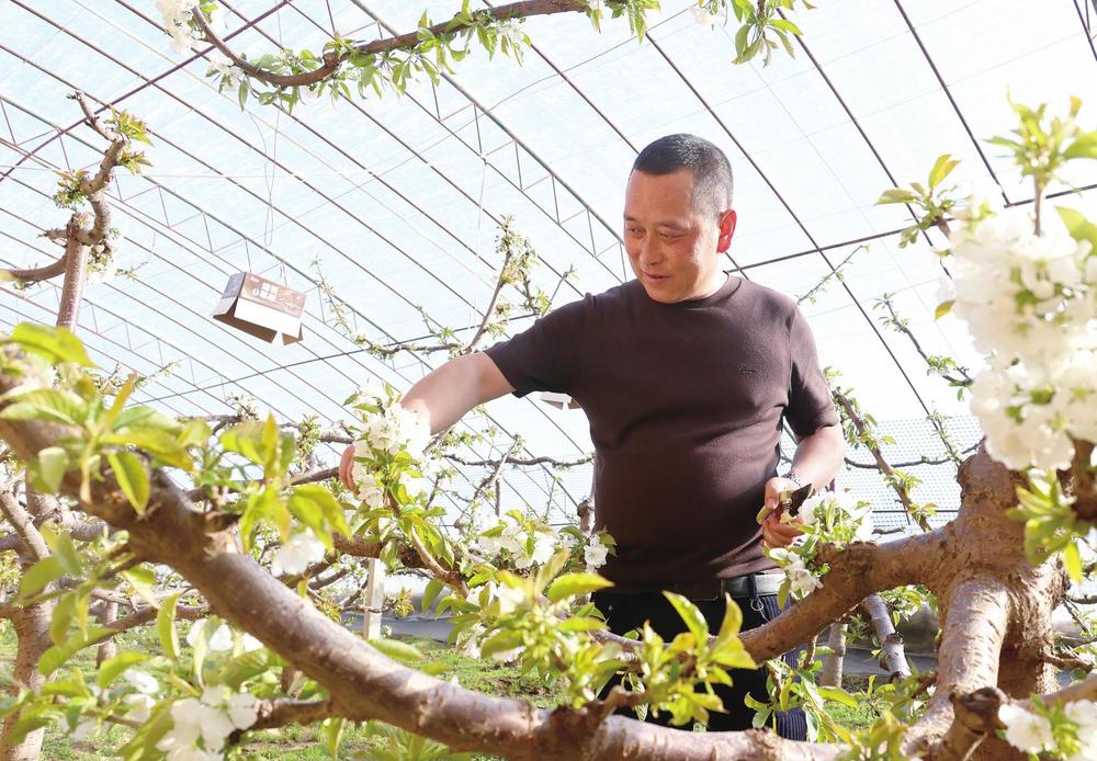 西峰区：设施果蔬种植鼓起了种植户的“钱袋子”