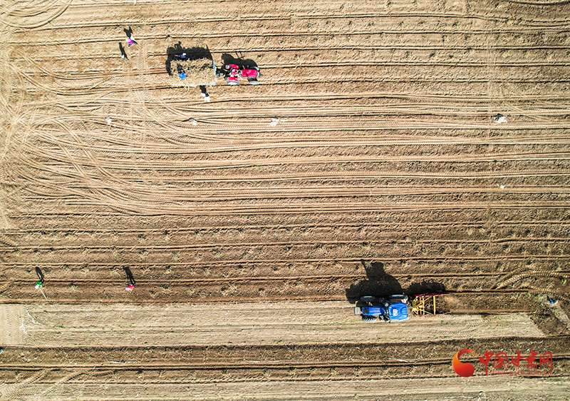 民乐：中药材产业链“串”起群众增收幸福路